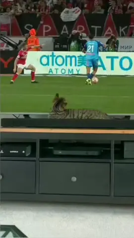 #fun #catsoftiktok #funtok #cat #jumpscare #jump#tv #football #cheering #happy #scared #funnyvideos 