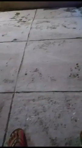 gae bahan sw mu bolo#fypシ #mentahanbawatruk #mentahanvidio #bawatruk #drivermuda😎 #galerytruck_indonesia #gabutberkedoksupir 