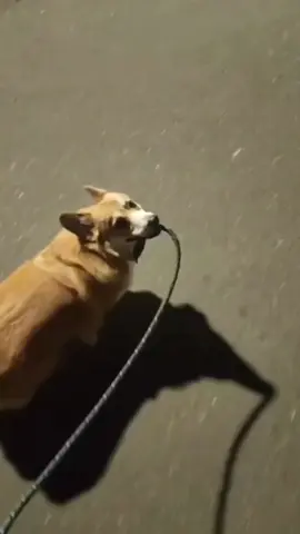 The dramatic dog at the end 🤣🤣#funny #funnyvideos #funnydogs #funnydogsvideos #funnytiktokvideos 
