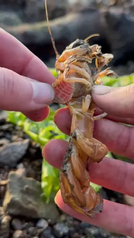 Satisfying Removing Parasites From Shrimp #animals #nature #satisfying 