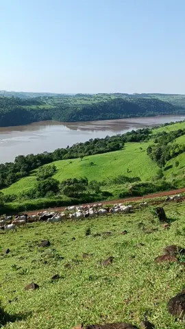 #boiadeiros #pecuariabrasil🇧🇷🐂🐂🐂🐂 #pecuaria #boiadabruta #boiadashow #modao 