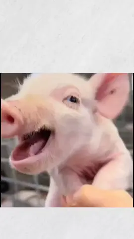 PORQUINHO FELIZ MESMO SEM MUNDIAL #palmeirasnaotemmundial  #parmerasemmundial #opalmeirasnaotemmundial #southparkecomedia #🤣 #🤣🤣 #🤣🤣🤣 #🤣🤣🤣🤣 #🤣🤣🤣🤣🤣 #palmeiras #manchaverde 