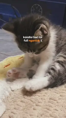 #CapCut #kucingngantuk #tidur #ngantuk #kucing 