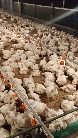 Berebut makan semoga terus ngedobrak bb nya 29 hari 1730 #fypシ #ayam_broiler #kandang_close_house #ranayaabadifarm #pokphand_indonesia 