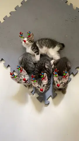 Meowy Christmas! 🐱 #catsoftiktok #catsoftiktokph #catsph #funnycats #fyp #foryou #foryourpage #puspin #animalsoftiktok #catsphilippines #viral #trending #catlovers #catloversph #animallovers 