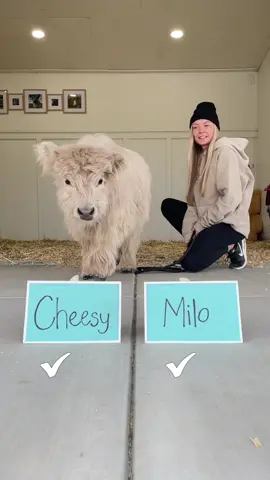 It’s official!! He has made his final decision and it’s perfect! 😍 #baby #cow #choose #name 