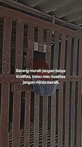 wes di towo rego piro jagomu bolo 😅 #hobyayam #ayambangkoksuper #lokalanjember🐓 #abcdefaisal🐓 #xyzbca #fyp 