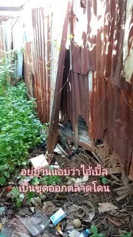 แอบว่าไอ้เปิ้ลได้ไม่ให้เงินออกตลาดเมื่อไหร่โดนแน่🤣🤣🤣