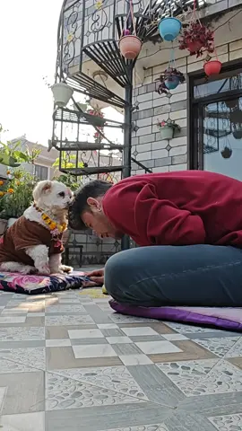 Rennai ❤️  #kukurtihar #tihar #festivalofdogs  #dogsoftiktok #nepal 