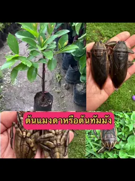 ต้นแมงดา
