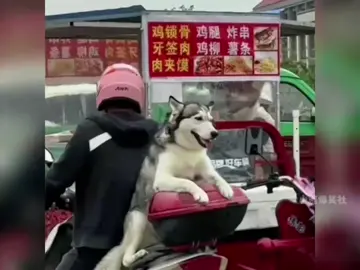 Những chú chó thông minh😁😁😁#haihuoc #funny #haihuoctiktok #meme 