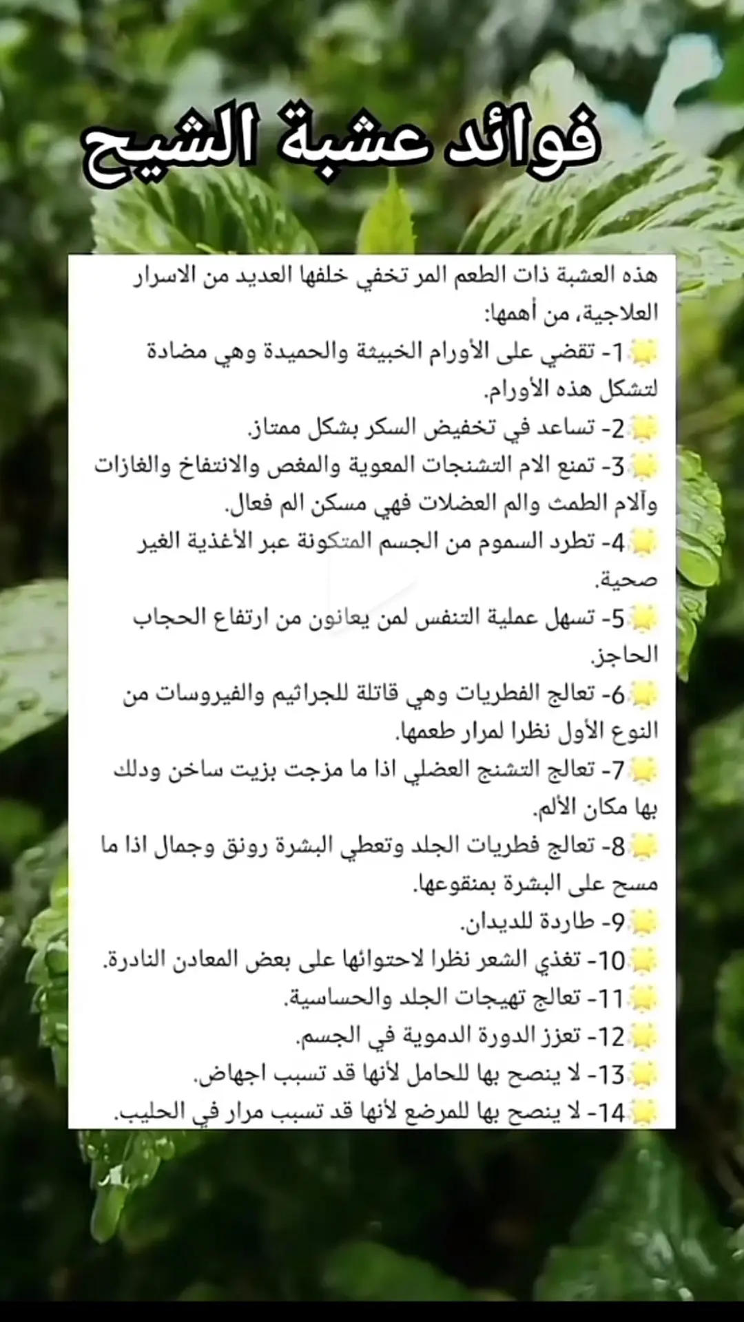 اشربوه مرتين فالاسبوع او ثلاث مرات 👌🏻#اعشاب_طبيعيه #اكسبلور #الشيح #عشبة_الشيح 