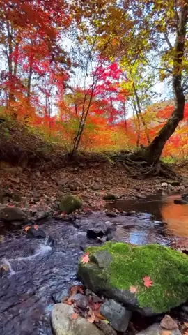 KUNCI MENDAPATKAN KETENANGAN ADALAH BERPIKIR POSITIF #capcut #fyp #brandatiktok #quoteskatamotivasi #quotessemangathidup #quoteskatabijakkehidupan #quoteskatakatabijak #quotesmotivasibijak #quotesmotivasidiri #quotesmotivasi #quotesmotivasihidup #quoteskehidupan #quotestentanghidup #quoteshidup #bersyukur #sadarkekurangan #hiduphanyasatukali #quotesberpikirpositif 