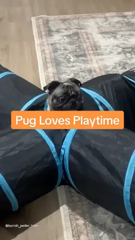 This pug loves playing in the cat tunnel 🐾 #pug #cattunnel #playtime #pawsomepets #fyp #foryoupage 
