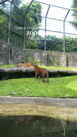 📍Dehiwala Zoological Gardens 🦩 . . . Opening hours - 8.30 a.m - 6.00 p.m  . Ticket - Rs. 250 /- (Local - Adult )  . . . . #zoo #dehiwala #srilanka #nature #travel #zoodate #couple #couplegoals #dateideas #animals #lovenature #fypシ #explore #viral 