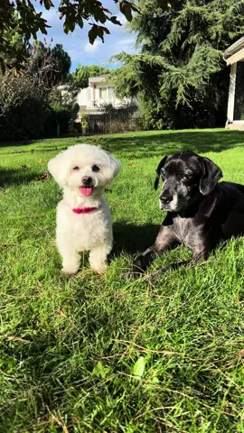 Pazar pırtıkları🐾💜