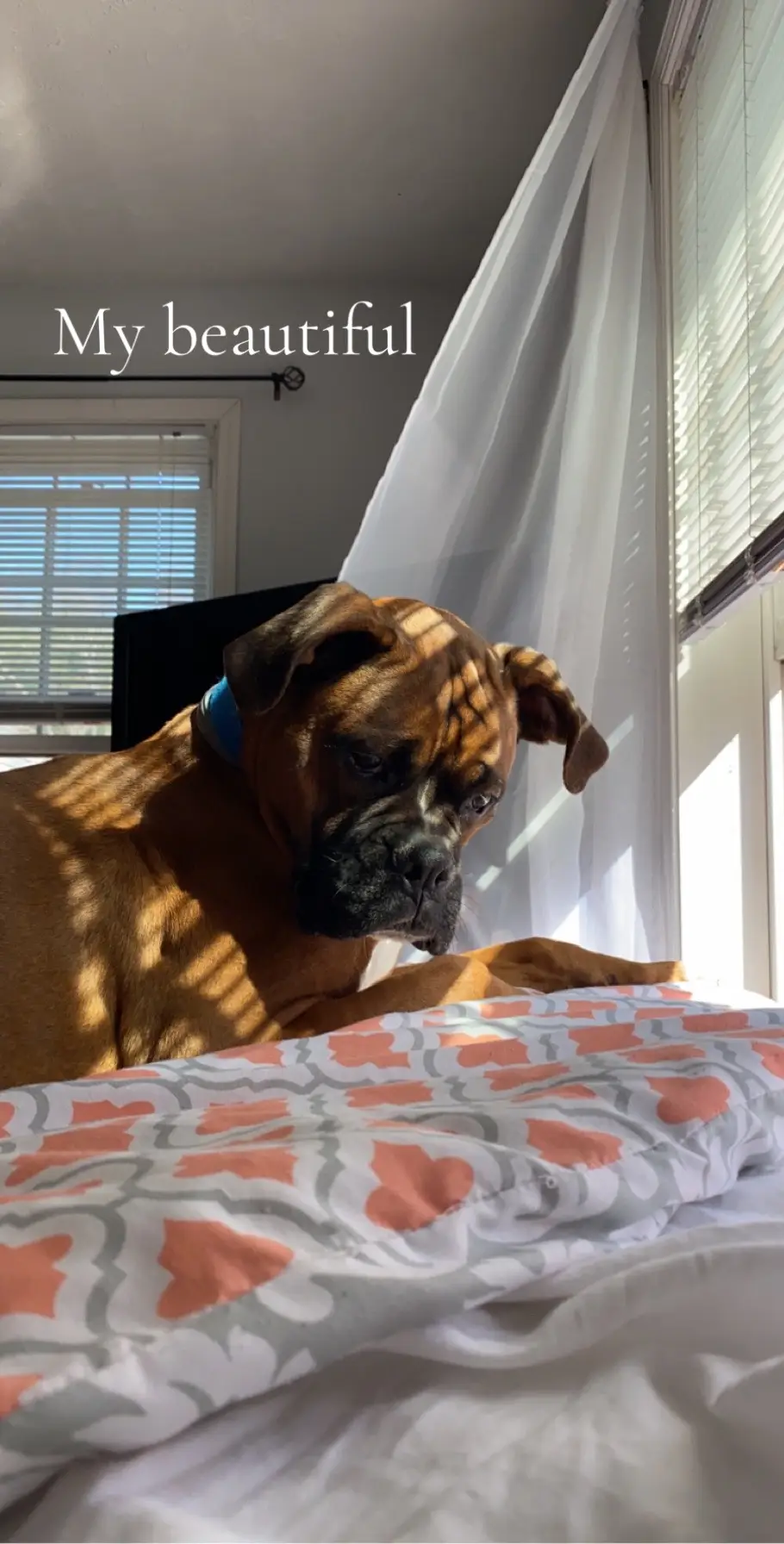 The best dog i could ever have asked for and we dont even live together anymore :( 