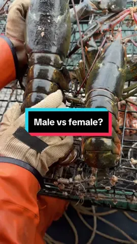 One subtle way to tell a male from female lobster! #maine #lobster #fishing #ocean #interesting #commercialfishing #fy #LobsterTok #educate #DidYouKnow #interesting #sustainable #seafood 