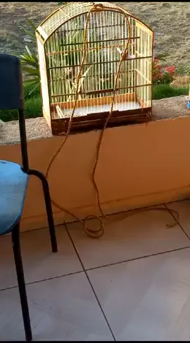 #ticoticoreicinza #abreefecha #primavera #cravina #pitty 