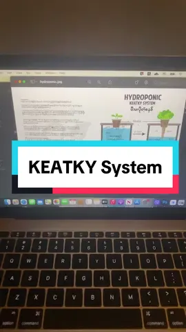 Hydroponic A/B ရည်-300mlပါတစ်စုံ-4000ကျပ် Hydroponic  ရေဖြင့် အပင်စိုက်ပျိုးခြင်း(သို့မဟုတ်) အာဟာရအရည်ဖြင့်စိုက်ပျိုးခြင်းလို့ဆိုချင်ပါတယ် Hydroponic Culture မှာဆိုရင် နည်းစနစ်ပေါင်းများစွာရှိပါတယ် မီးမလိုပဲနဲ့ အလွယ်တကူ စိုက်လို့ရမယ့် Kratky System အကြောင်းရှင်းပြသွားချင်ပါတယ် Hydroponic အကြောင်းကိုလုံးဝမသိသူတွေအတွက် အလွယ်ဆုံးရှင်းပြပေးပါမယ် အာဟာရ ပါဝင်တဲ့အရည်နဲ့ ကျွန်တော်တို့တွေကအပင်ကိုစိုက်ပျိုးမှာဖြစ်ပါတယ် အဲ့ဒီအဟာရအရည်ဖျော်ဖို့ရေသည် ph6-6.5 ကြားရှိလျှင် ပိုကောင်းပါသည် ph 7ဖြင့်လဲ စိုက်လို့ရပါသည်။ PH Meter လေးလဲဝယ်ထားသင့်ပါသည် အပင်တွေရှင်သန်ဖို့ဆိုရင် NPK ဆို တဲ့အဓိက အာဟာရဓါတ်တွေ လေ/အလင်းရောင်လဲ လိုပါတယ်  လေနဲ့အလင်းရောင်က သဘာဝက ရနိုင်ပါတယ် အဟာရ ဓါတ်ကတော့ ကျွန်တော်တို့က ထည့်ပေးရပါမယ် အဲ့ဒါလေးမှတ်ထားပေးပါ။ NPK အာဟာရ အရည်ကို Hydroponic မှာ A/B အရည်ဆိုပီးခေါ်ကျပါတယ် အဲ့ဒီအဟာရအရည်ကို ရေထဲမှာဖျော်ရပါမယ်။  ထိုအဟာရ အရည်ကို EC-Electrical Conductivity  ရေတွင်းမှာပျော်ဝင်တဲ့ အဟာရကိုECလို့ခေါ်ပါတယ် သူ့ကို PPM ဆိုတဲ့ Unite နဲ့ တိုင်းတာပါတယ်  အပင်အမျိုးစားပေါ်မူတည်ပီး 600-1200PPM ထိရှိကျပါတယ် google မှာမိမိစိုက်မယ့်အပင်ပေါမူတည်ပြီး အဟာရဓါတ်ကိုချိန်ညိရပါမယ်။ မင်မင်ကတော့ အပင်တိုင်းကို 700PPM နဲ့ပဲစိုက်ပါတယ် စိမ်းလန်းစေကရောင်းမယ့်အဟာရအရည် A ဘူးဖုံး ၃ဖုံး Bဘူး ၃ဖုံး နှစ်မျိုးပေါင်း ၆ဖုံးသည် ရေတစ်လီတာတွင် EC-350PPM ရှိပါသည် ရေ၁၀လီတာဖြင့် PPM 700 ဖြင့်စိုက်မည်ဆိုလျှင် 6x10= အဖုံး၆၀ခန့် ထည့်လျင် ရေ ၁၀ လီတာအတွက် PPM -350ရရှိပါမည် PPM 700 လိုချင်တာဖြစ်တာကြောင့် မို့ အဖုံး 120 ခန့်ကို A-60ဖုံး B-60ဖုံးထည့်ရမည် ။ အခုလိုမတွက်ချင်ဘူးဆိုလျှင် TDS Meter EC တိုင်းတဲ့ဟာလေးဝယ်ဖို့တော့အကြံပေးပါတယ် Media အပင်အတွက် ကြားခံMedia လိုအပ်ပါတယ် အုန်းဆံမှုန့်/အုန်းဆံမျှင်/calayball/ဖော့ စသည်တို့တွင် အပင်ကိုပျိုးရပါမည် ပုံမှာကြည့်ပေးပါ အဟာရအရည်လဲရပါပီး Media နဲ့ပျိုးထားသော ပျိုးပင်ကြားတွင် လေရှုမြစ်များအတွက် လေနေရာ ဟထားပေးရပါမည် အဟာရအရည်ကိုစုပ်ယူမည့် အမြစ်များမာ ရေအောက်သို့ဆင်းမည်ဖြစ်သည်။ ထိုစနစ်ဖြင့် အပင်တွေဟာရှင်သန်မာဖြစ်ပါတယ် ပုံမှန်ပြုလုပ်ပေးရမည့်အချက်များ  အရွက်များသို့ မှိုဆေးဖြန်းပေးခြင်း   Trichoderma 👈🏻 EM5 တိုဖြင့် ၅ရက်တစ်ကြိမ်ဖြန်းပေးခြင်းဖြင့် ရောဂါများပိုးများကိုကာကွယ်ခြင်း အရွက်များသို့ရေလောင်းပေးခြင်း  ရွက်ဖြန်းမြေဩဇာများ ဖြန်းပေးခြင်း ၁၅ ရက်သို့မဟုတ် ၁ လလျှင် ငါးအမိုင်နိုကဲ့သို့သော ရွက်ဖြန်းမြေဩဇာများဖြန်းနိုင်ပါသည် အမှိုက်များမဝင်အောင် ဂရုစိုက်ခြင်းနှင့် အဟာရအရည်ဖြည့်ခြင်း EC တိုင်းခြင်း PH တိုင်းခြင်းများကို တစ်ပတ်တစ်ခေါက်ပြုလုပ်ပေးသင့်ပါသည် ခရမ်းချဉ် /ဘူး / ဆလပ်/နံနံ/ချဉ်ပေါင်/ကိုက်လန်/ပင်စိမ်း/ ငရုပ်/ကန်စွန်း စသည်တို့ကို kratky system မီးမလိုတဲ့စနစ်နဲ့ စိမ်းလန်းစေမှကိုယ်တိုင်စိုက်ပြထားသည်ကို စိမ်းလန်းစေTik Tokမှာ ကြည့်ရူနိုင်ပါသည် သိရှိလိုသည်များကိုလဲ စိမ်းလန်းစေ Facebook မှာမေးမြန်းနိုင်ပါသည်။ #စိမ်းလန်းစေ #hydroponic #hydroponicmyanmar #ABအာဟာရရည် #kratky