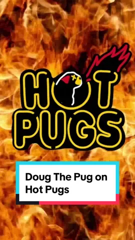 Heat level: Pawsitively high! Doug the Pug conquered like Hot Pugs like a champ…or did he? 🌶️🍗 @Firstwefeast #hotones #seanevans #dougthepug #dogsoftiktok #parody 