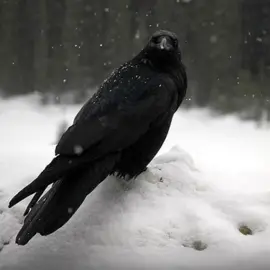 crows are so mysterious♡ #crow #aesthetic #pinterest #crows #animals #birds #core #winter #fyp #viral #foryoupage #fyppage #viralvideo 