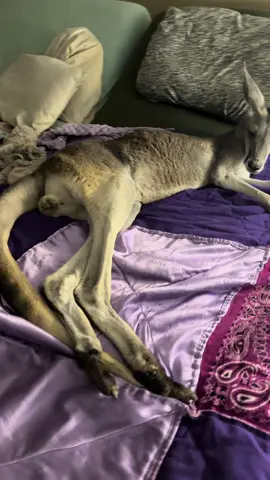 Ozzy doing dreary Sunday like a boss #fyp #Texas #petkangaroo #ozzytheredkangaroo #sleepyboy #thatswhatiloveaboutsunday 