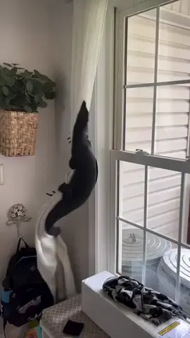 Cuando vives en Australia y dejas la ventana abierta un rato... #australia #australian #lagarto #miedo #bicho 