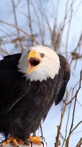 Eagles Roar! #Eagles #animals #tiktok