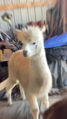 @Spirit Nation Alpaca’s ☺️ #alpacafarm #alpacasoftiktok #alpacalove 