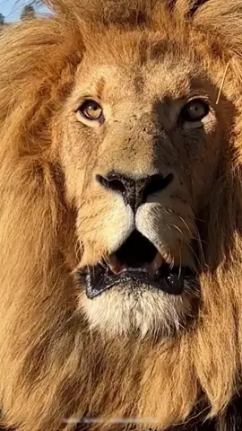 Rugido de leon te helara la sangre !! #Leon #rugido #territorio #dominante #animales #africa #savana #naturaleza #vidasalvaje #shortanimales
