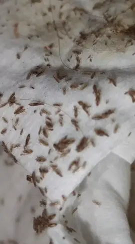 bon dimanche et n'oubliez pas de trouver les bons mots pour vos enfants... ils peuvent rester marquer a vie ... t#zantipoux #pouxdanscheveux #poux 