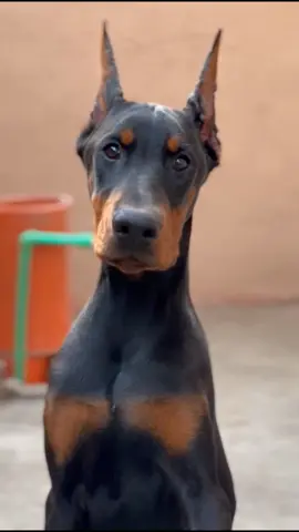 Female, 5 months old!🤩 #kennel #puppies #dogs #dobermans_of_tiktok #puups #dobermans #dobermann #dog #doglove #puppy #foryou #fyp #viral #doberman #dogtok #puppylove #dogsoftiktok #dobermanpuppy 