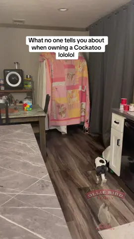 #theolliebirdfamily #funny #exoticbirds #cockatoos #olliethecockatoo 