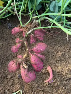 Thu hoạch khoai lang🍠🍠🍠 @𝓝ấ𝓶 𝓜ố𝓲 𝓗𝓸𝓪 𝓢𝓮𝓷 