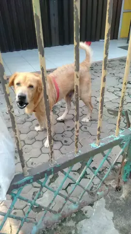 dogi ya minta ikut maen #anjing #anjingkampung #anjingmenggonggong #fypage #anjinglucu 