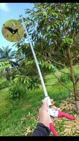 #กรรไกรตัดแต่งกิ่งไม้ #สวนทุเรียน #สวนทุเรียนหมอนทอง #ลูกชาวสวน #ทุเรียนชุมพร #สวนผลไม้ #เปิดการมองเห็น