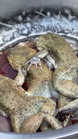 ฝรั่งเรียกร้องขอเมนูเปิบพิสดาร กบย่าง!! ขนาดแม่ค้าส้มตำยังไม่กล้ากิน #ดีเจภูมิ #djpoom #กบยางa e