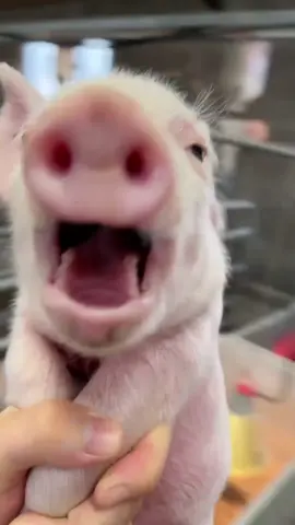 I LOVE THIS LITTLE BABY 🐷😂 #swaggman #laugh #pig #babypig 