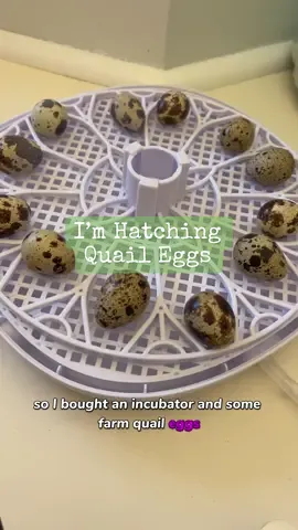 I’m Hatching Quail Eggs 🥚 🌱 #howtowithjessie #quail #egg 