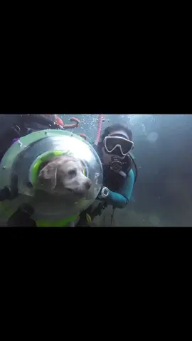 Dog under water 👨‍🚀 #dog #ocean #water #daddyofdogs #swimming #fyp 