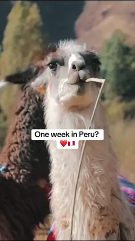 One week in Peru? ❤️🇵🇪 #peru #lima #whattodo #visitperu #machupicchu #fyp #travel