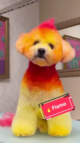 Flamenco def got a spark on her bark 🧨 all dyes are developed for pets, safe and non-toxic by @OPAWZ . #cutedog #doggrooming #bichonfrise