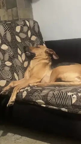 Kira durmiendo #firulais🐕🐕 #mascotas #perros #Meme #