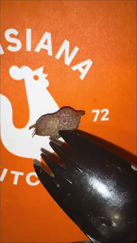 @Popeyes PLEASE EXPLAIN why I have what looks like a piece of brain in my food 😭 I wanted chicken not to be on the next episode of Fear Factor 😭 #adriennenicole #popeyes 