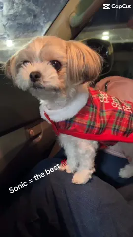 Millie appreciates Sonic 🥰😂💕👍🏼#Sonic #pupcup #sonicpupcup #dogsoftiktok #puppytiktok #PetsOfTikTok #pet #pup #doggo #funny #Meme #MemeCut 