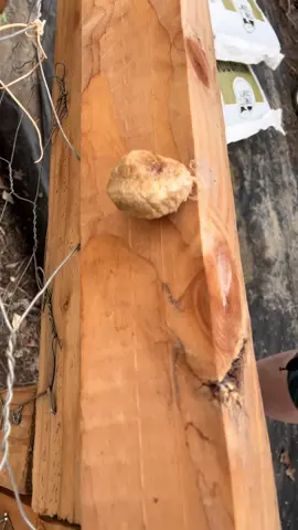 Anyone have any advice on what I should do with this preying mantis nest? Leave it or bag it up until spring?? Put it in the greenhouse maybe? Halp!! #gardening #gardencleanups #mastergardener #preyingmantis #prayingmantis #preyingmantisnest #prayingmantisnest #halp #savethenest #whattodo #growyourownfood #growyourownmedicines #moonraebotanicals 
