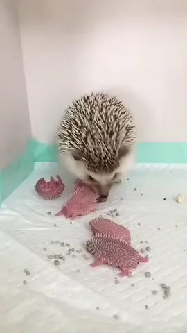 Ever Seen Newborn Hedgehog - URF Videos #urfvideos #urf #shortsviral #hedgehog #newbornhedgehog