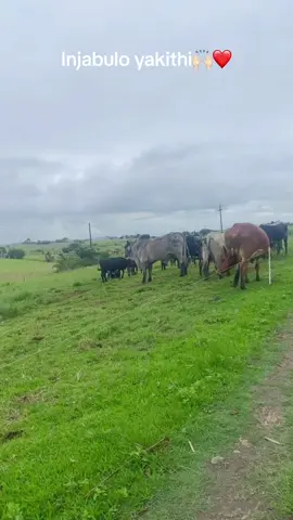 #SAMA28 #sibuyisaisintuemntwiniomnyama #sibuyisaisintuingomafestival #brighton #brightonshandu #sfungosikamadevu #fypシ #riseabovethenoise #riseabovethenoise #brightonshanduentertainment #sfungosamabutho #troublemaker #ubuntombi #ibutho #gcwalisaspringpicnic #ingomakazwelonke #ingoma #zulutiktok #maskandivibes #fyp 