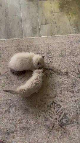 Miss Josie does not like sharing her treats 